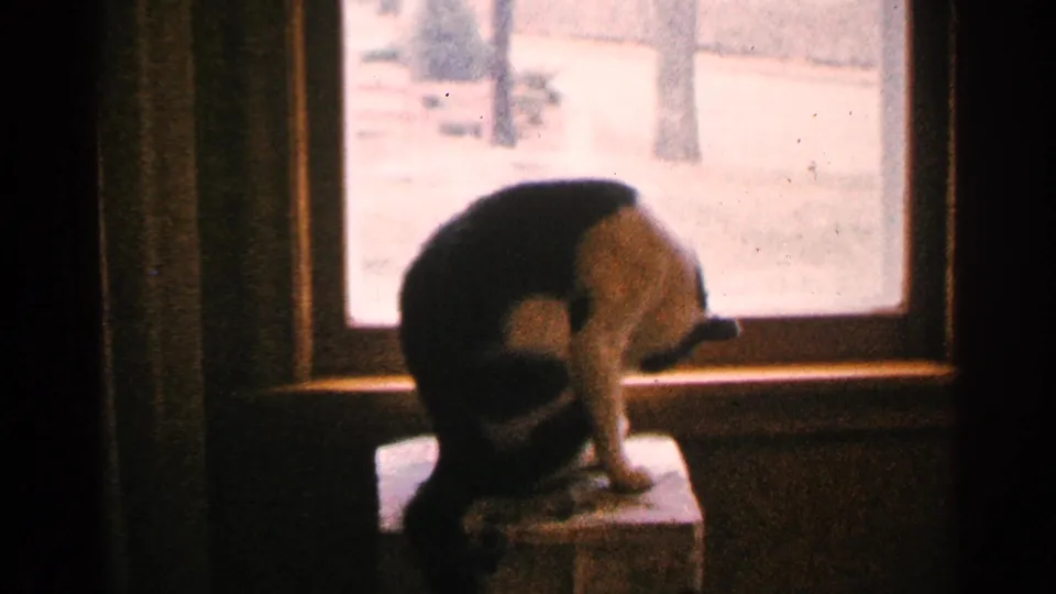 The black-and-white cat bends to groom itself on a small table near a bright window in the domestic interior.