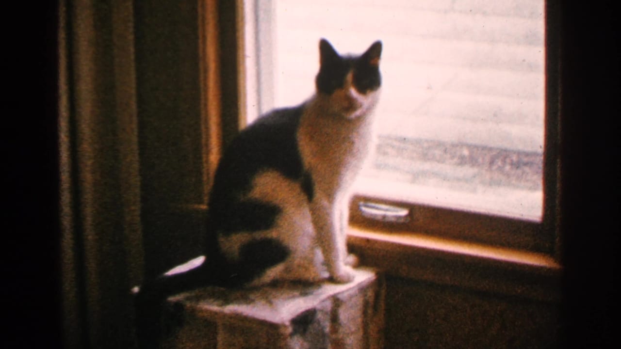 Black and white domestic cat sits by a wood-trimmed window in 1965 Minnesota 8mm home-movie footage.