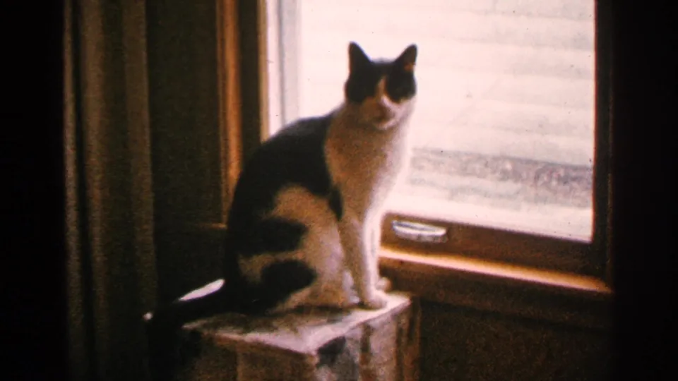 Black and white domestic cat sits by a wood-trimmed window in 1965 Minnesota 8mm home-movie footage.