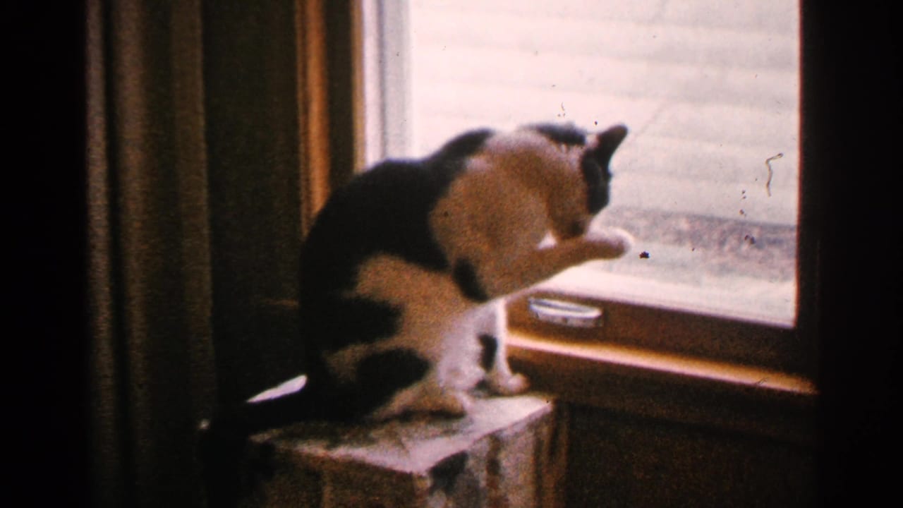 Cat on a windowsill licking or raising a front paw near the window.