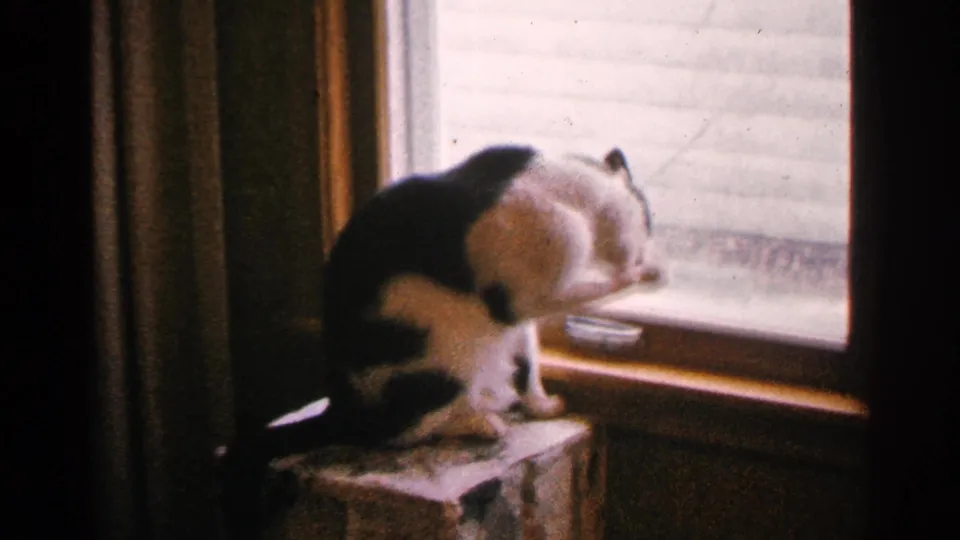 The cat bends its head toward its paw or chest while grooming on the windowsill in the home interior.