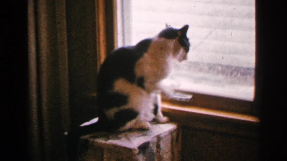 The cat sits in profile at the window, appearing to look outside after grooming.