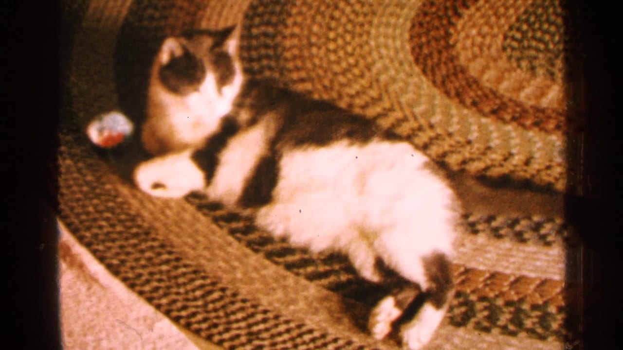 1965 Minnesota 8mm frame of a black-and-white cat resting on a textured rug in a warm domestic interior.