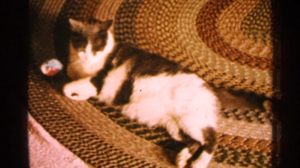 1965 Minnesota home-movie frame showing a black-and-white cat stretched on a woven rug with soft 8mm grain.