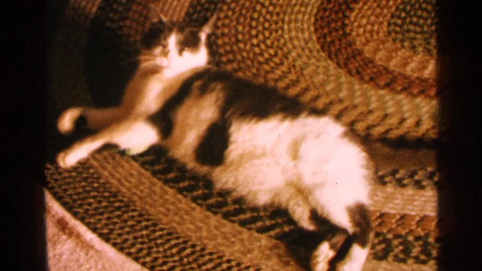 1965 Minnesota 8mm frame of the cat reclining across a woven rug, its body relaxed and head turned.