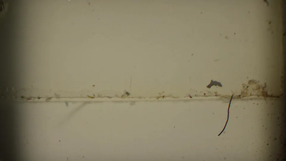 Final 8mm frame shows a pale exposed area with dust, scratches, and a horizontal mark rather than the cat scene.
