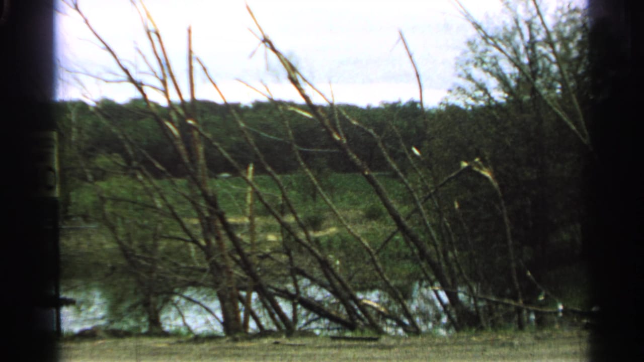 Tangled bare branches in front of green wetland and trees, framed by dark film edges.