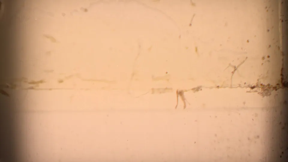 Faded 8mm frame with dust, scratches, and a horizontal mark, likely from the end or transition of the shot.