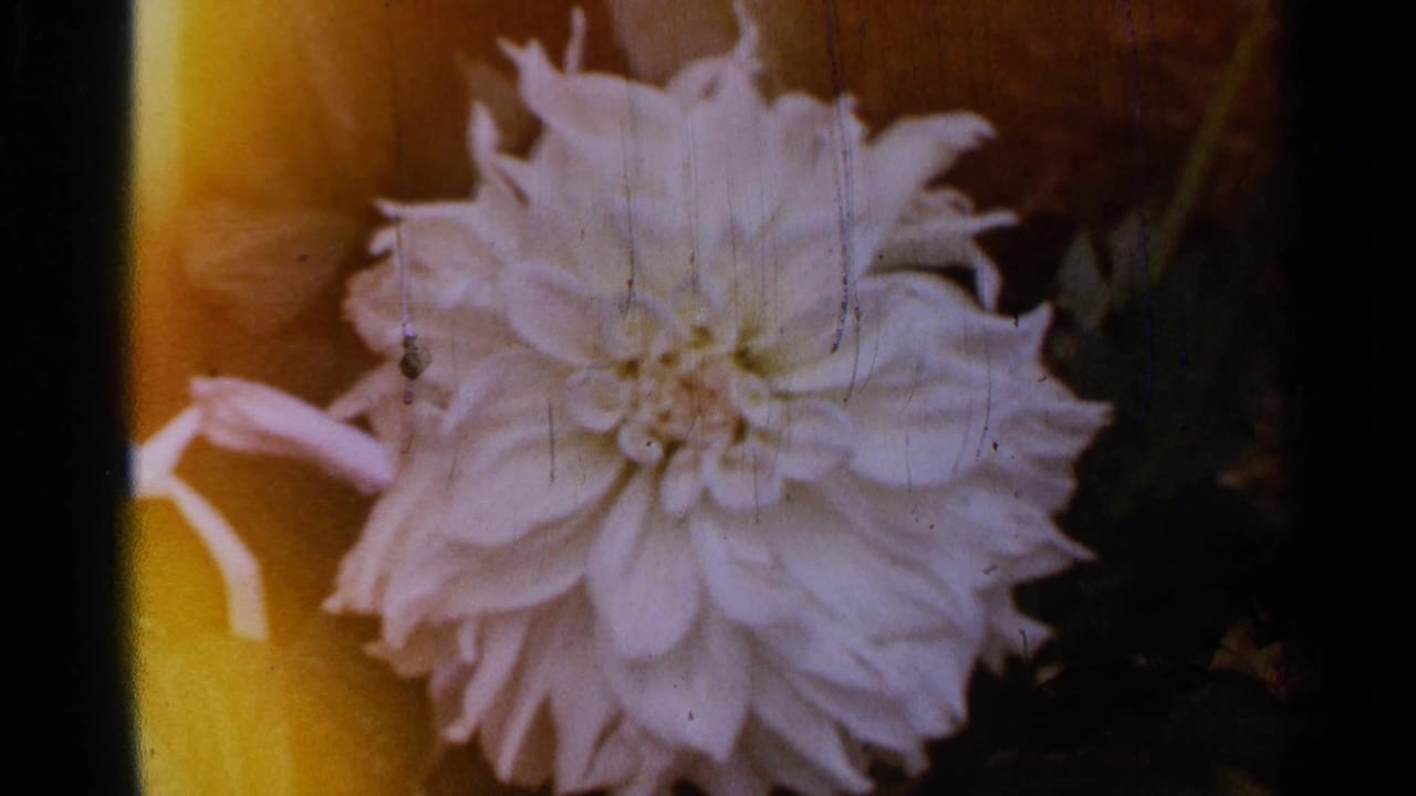 White dahlia in a 1965 Saint Louis garden, filmed close up on 8mm with warm light and visible scratches.