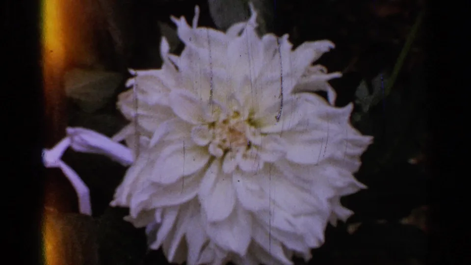 Close 8mm view of a white dahlia bloom in the Saint Louis garden, with faded color and vertical film scratches.