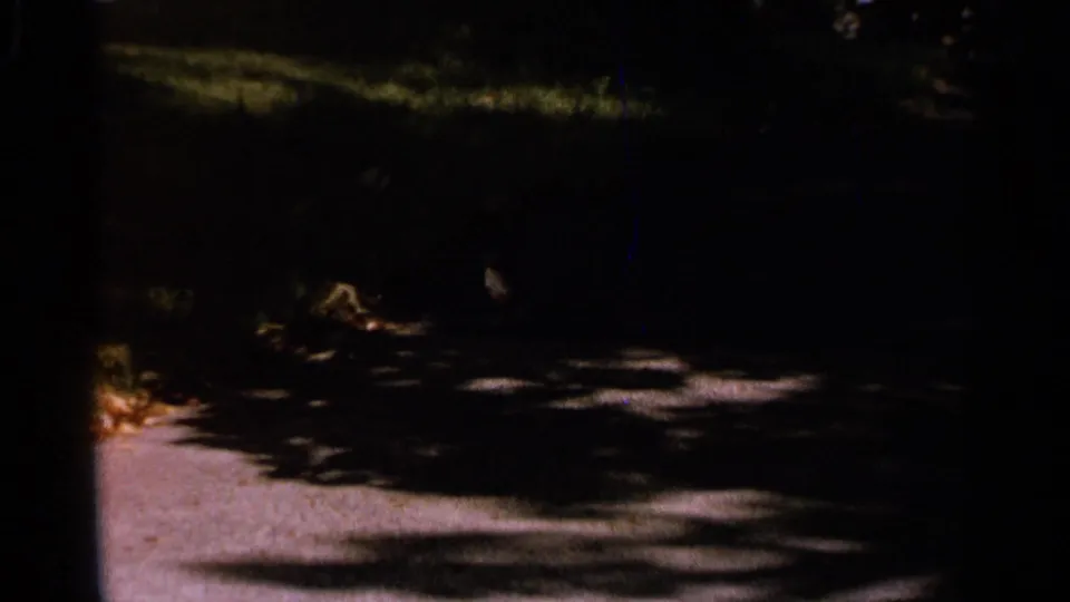 Shadowed Saint Louis garden view from 1965 8mm footage, showing foliage, ground, and dappled summer light.