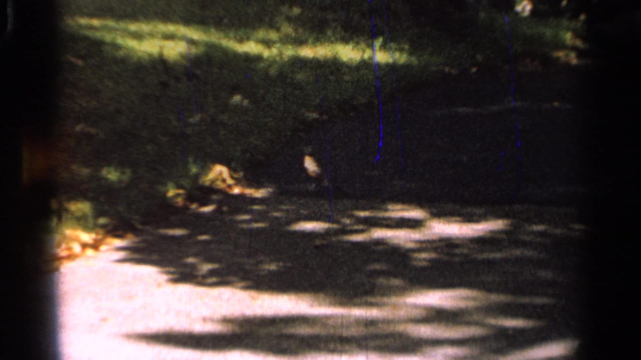 Small bird on a sun-dappled park path beside shaded grass.