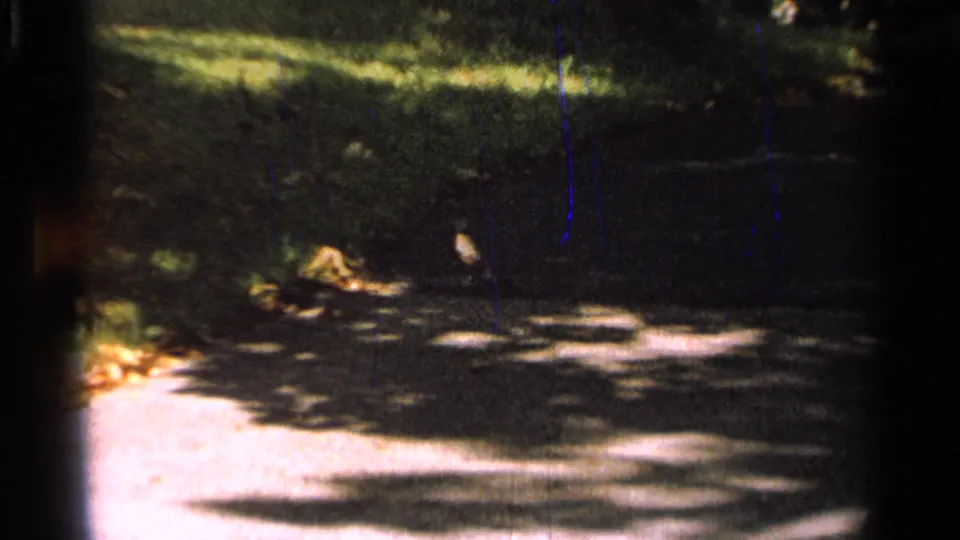 1965 Saint Louis 8mm frame showing a small bird near the edge of a sunlit walking path with grass and tree shadow behind it.
