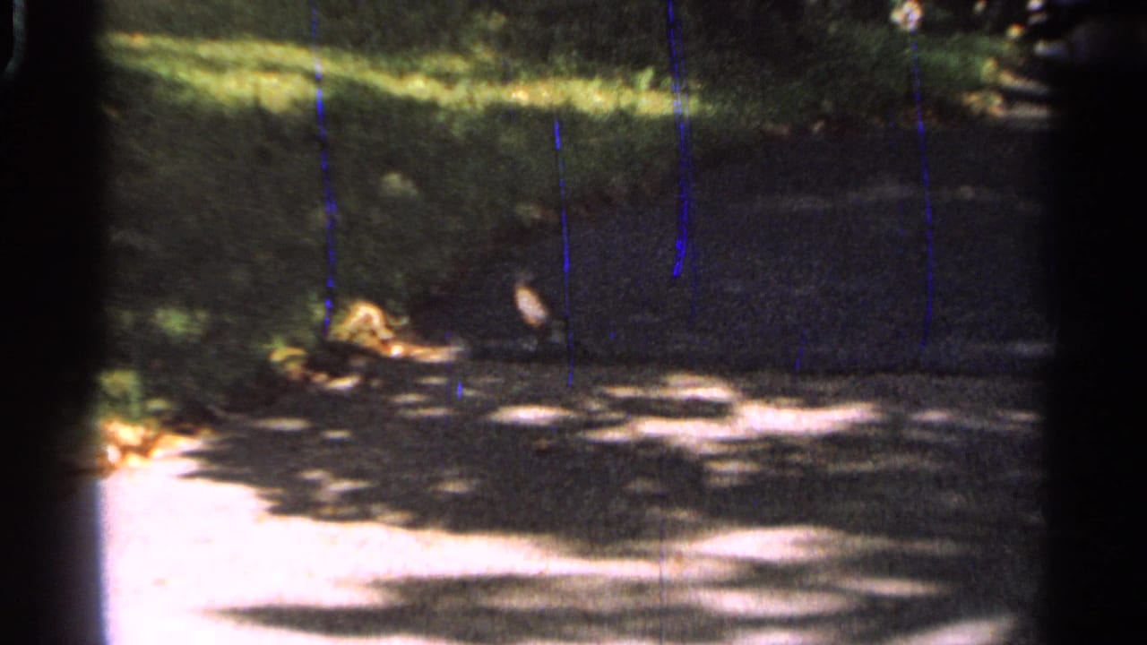 1965 Saint Louis home-movie frame of a small bird crossing a paved park path under patchy sunlight and shade.