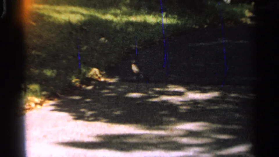 1965 Saint Louis 8mm frame with a small bird on a park walkway, surrounded by soft grass, shade, and bright patches of sun.