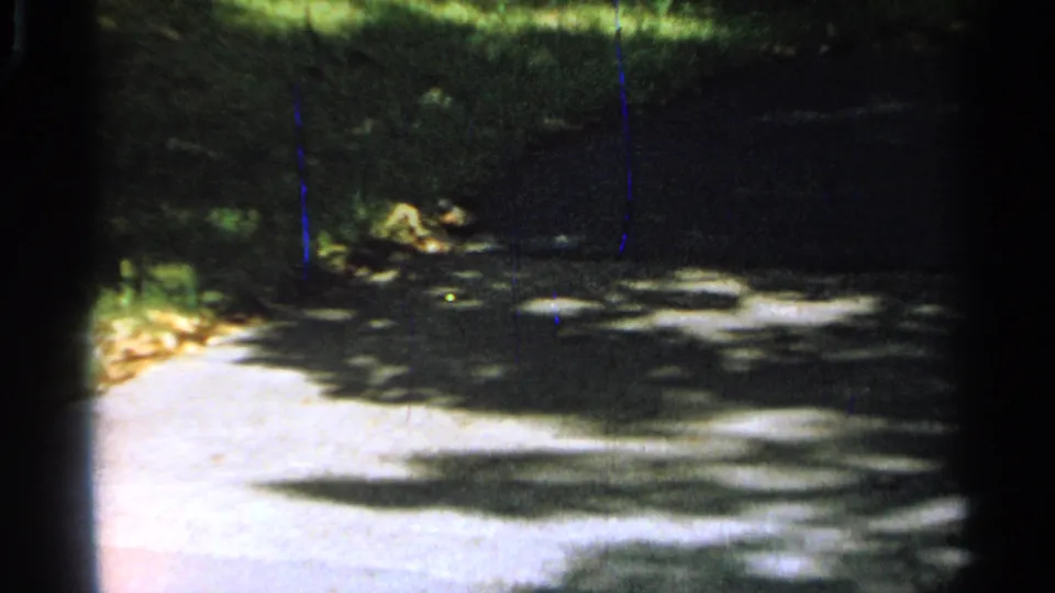 1965 Saint Louis home-movie frame showing the bird farther across the path, with heavy shade, grass, and bright pavement highlights.