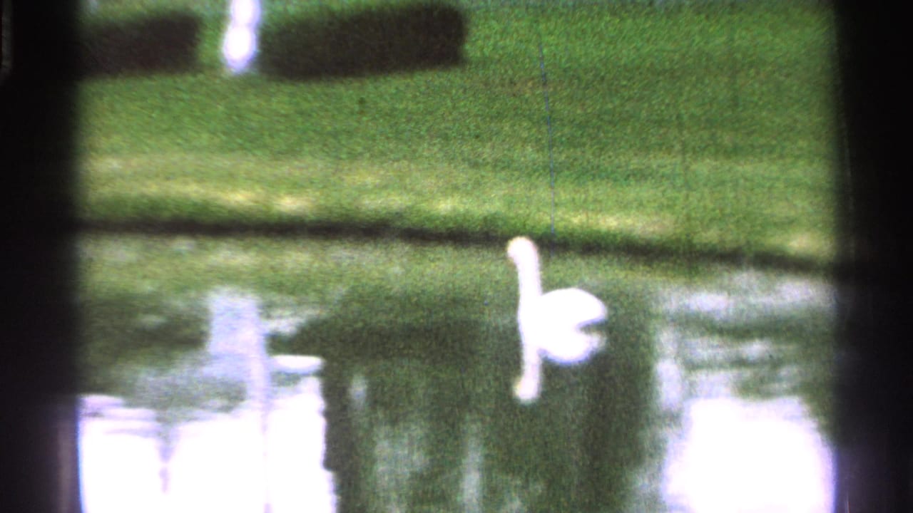 1965 Saint Louis 8mm frame of a white goose on calm pond water, with grass and dark hedges beyond the shoreline.
