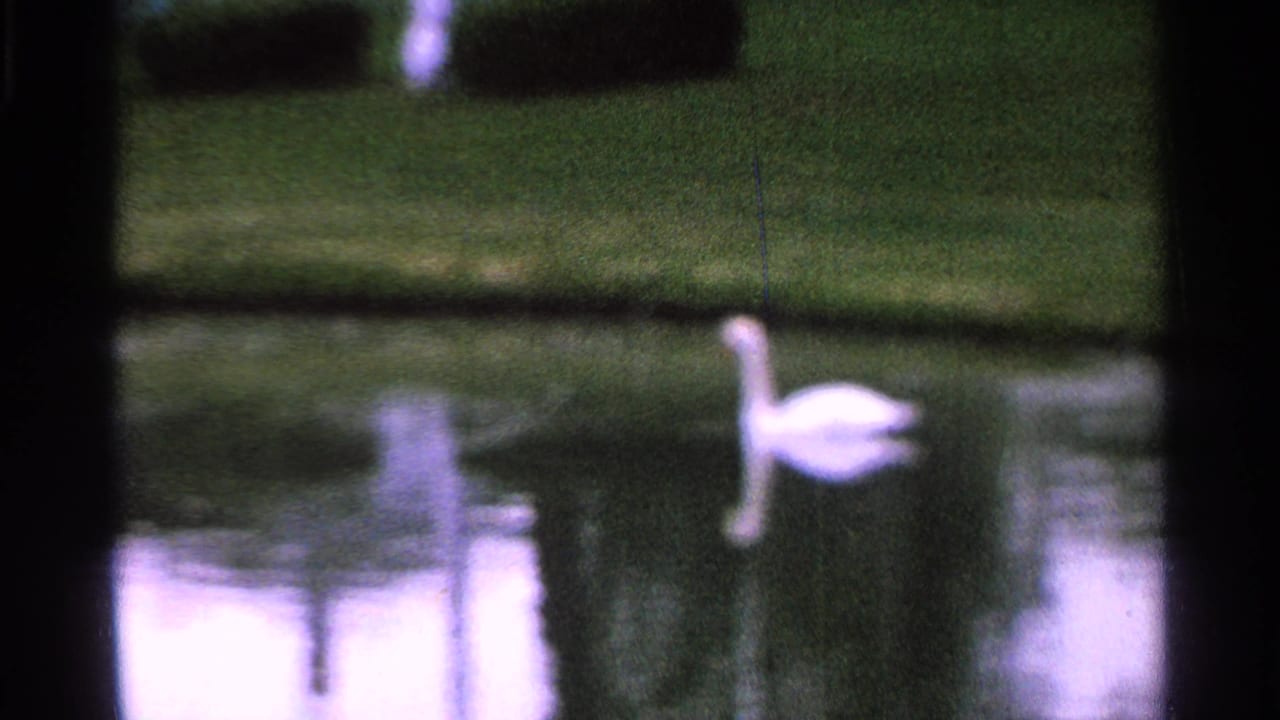 1965 Saint Louis 8mm frame showing a white goose swimming through reflective pond water below a green lawn and hedge line.