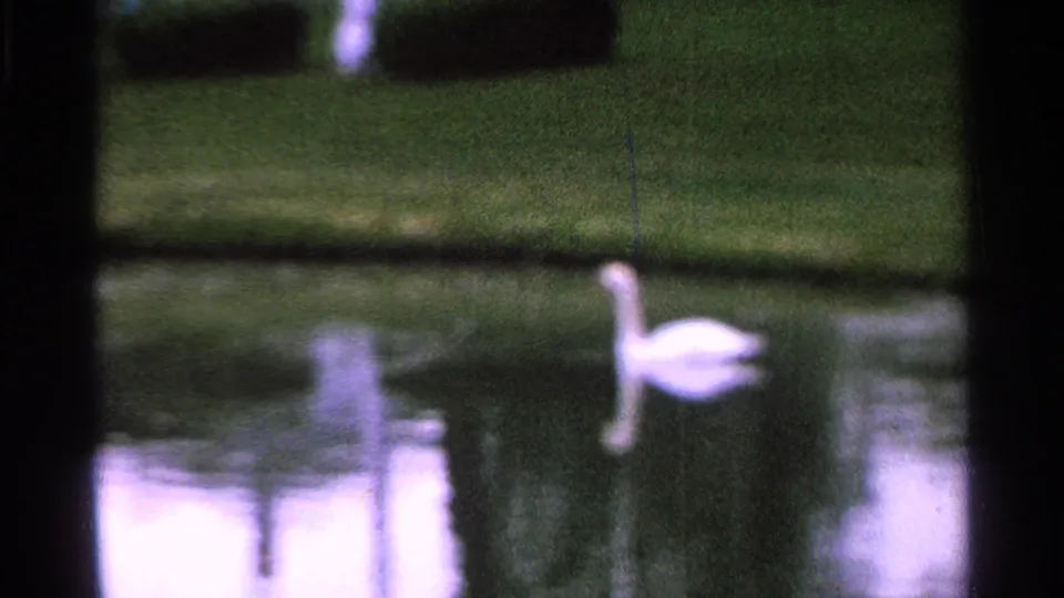 1965 Saint Louis 8mm frame showing a white goose swimming through reflective pond water below a green lawn and hedge line.