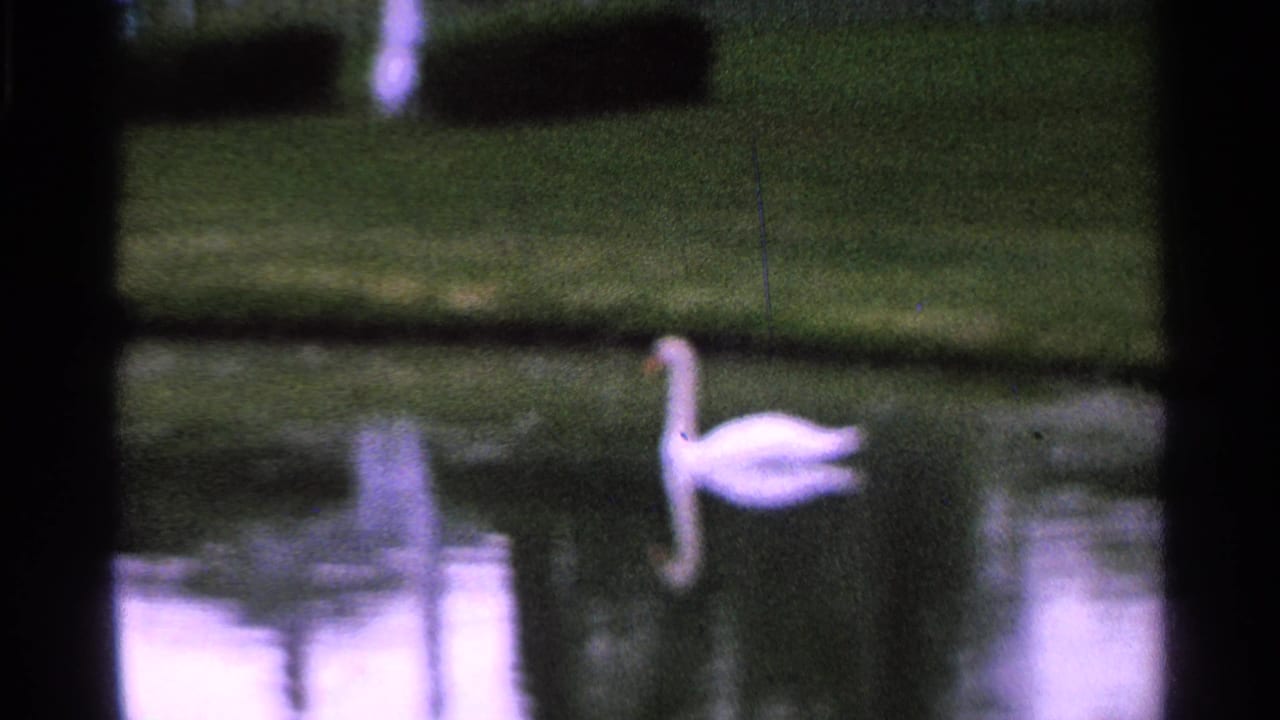 1965 Saint Louis 8mm frame of a white goose near the right side of the pond, backed by soft reflections, grass, and hedges.