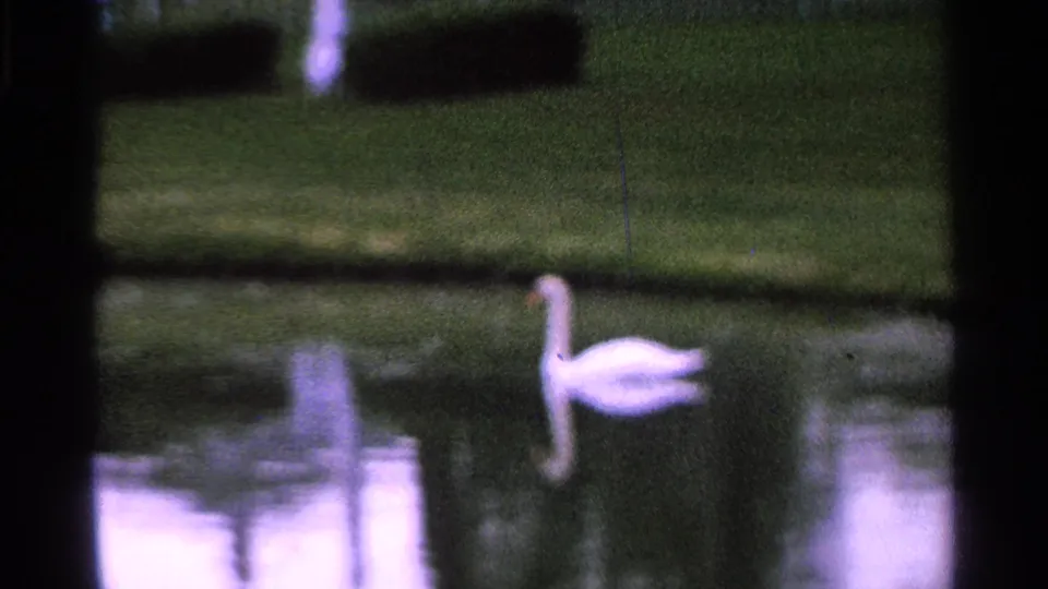 1965 Saint Louis 8mm frame of a white goose near the right side of the pond, backed by soft reflections, grass, and hedges.