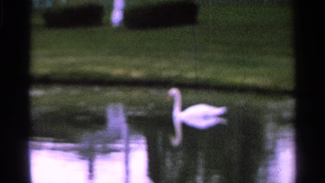 White swan on a pond with grass beyond and dark frame edges.