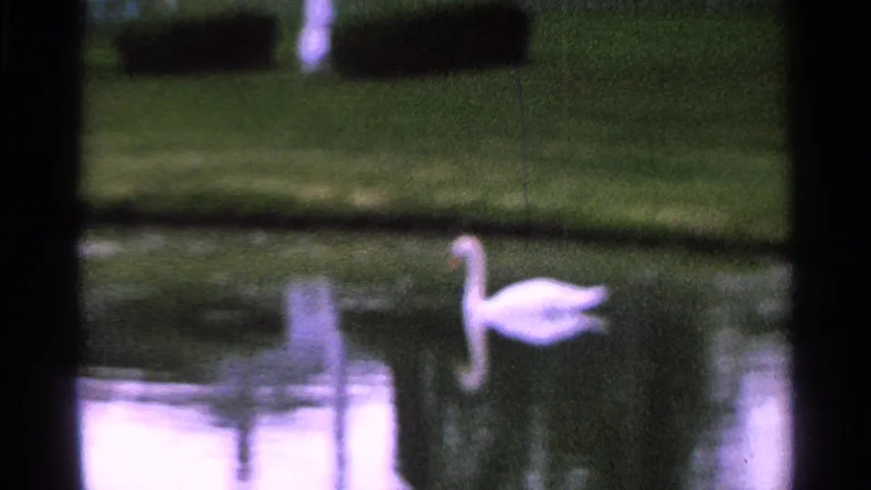 A white swan floats on reflective pond water in Saint Louis home-movie footage from the supplied 1965 metadata.