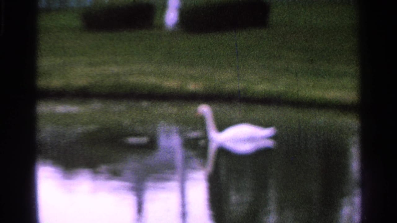 A white swan moves across a pond, with grass and water reflections visible in the 1965 Saint Louis home-movie frame.