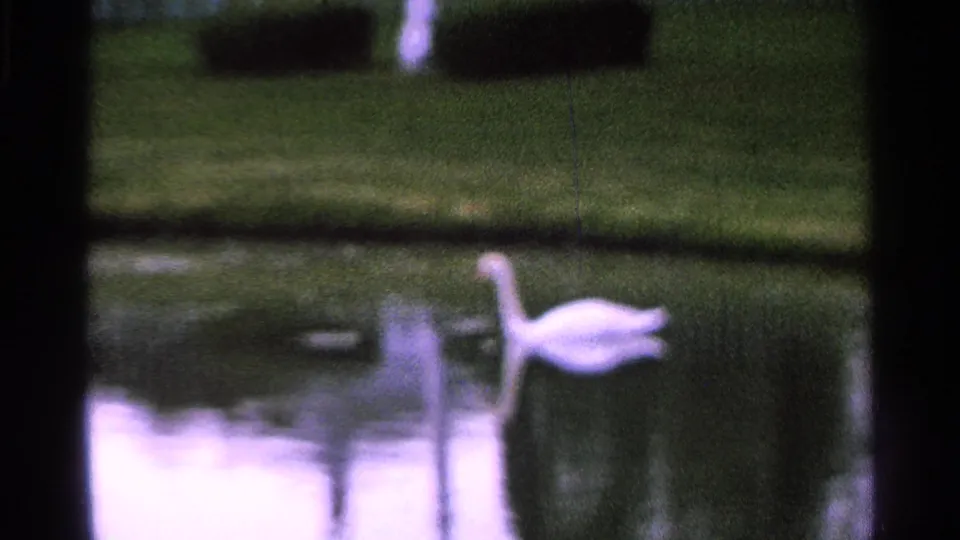 A white swan moves across a pond, with grass and water reflections visible in the 1965 Saint Louis home-movie frame.