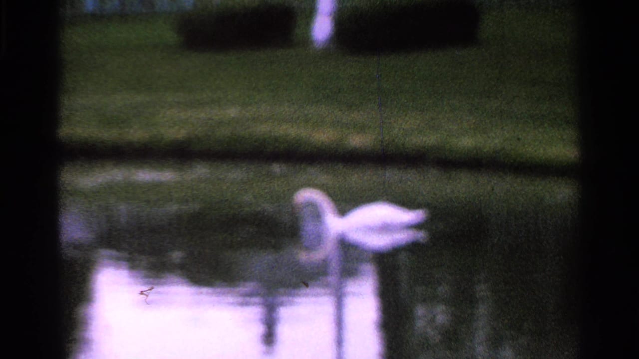 The swan appears softer and lower in frame as bright water reflection and grass fill the 8mm Saint Louis pond view.