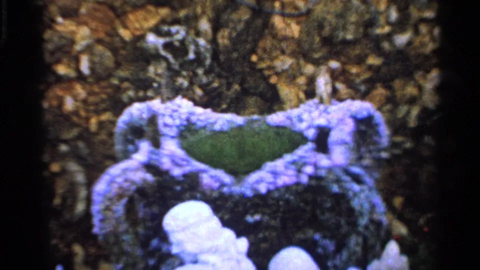 Close-up home-movie frame of a decorative ceramic piece with purple edges and green glaze, filmed after the outdoor camera scene.