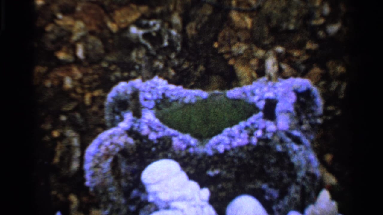 Purple flowers and pale sculptural forms in front of a dark rocky or leafy background.