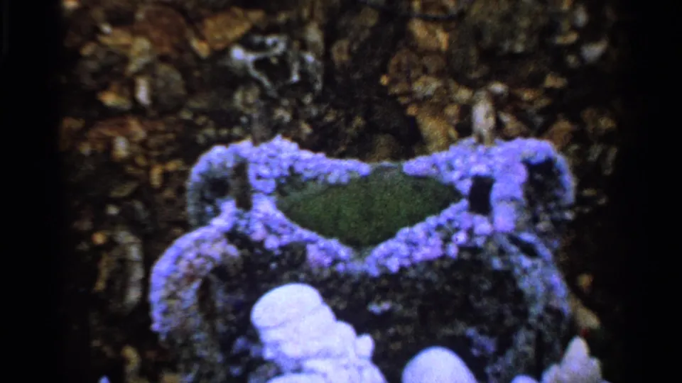 1965 Saint Louis home-movie frame with purple flowers and pale sculptural forms partially visible against a dark textured background.