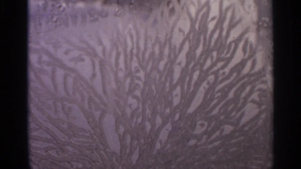 1966 8mm close-up of a branching organic design carved or etched into a textured surface in Hamel, Minnesota footage.