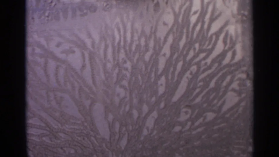 Final 8mm frame showing dense branching grooves and faint surrounding linework on the unidentified textured surface.