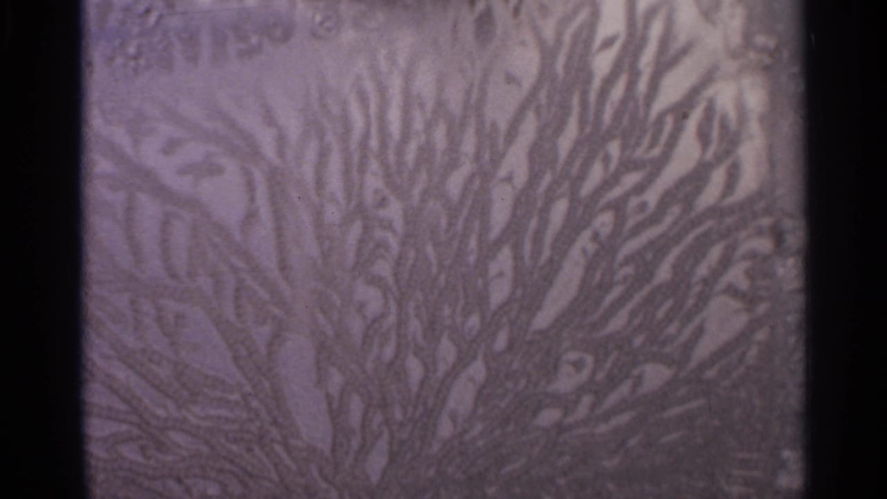 Purple branch-like pattern framed by dark 8mm film borders.