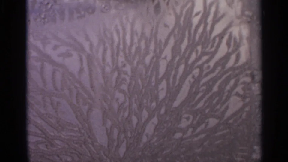 Abstract purple-tinted pattern resembling tree branches or frost, seen within dark 8mm film gate borders.