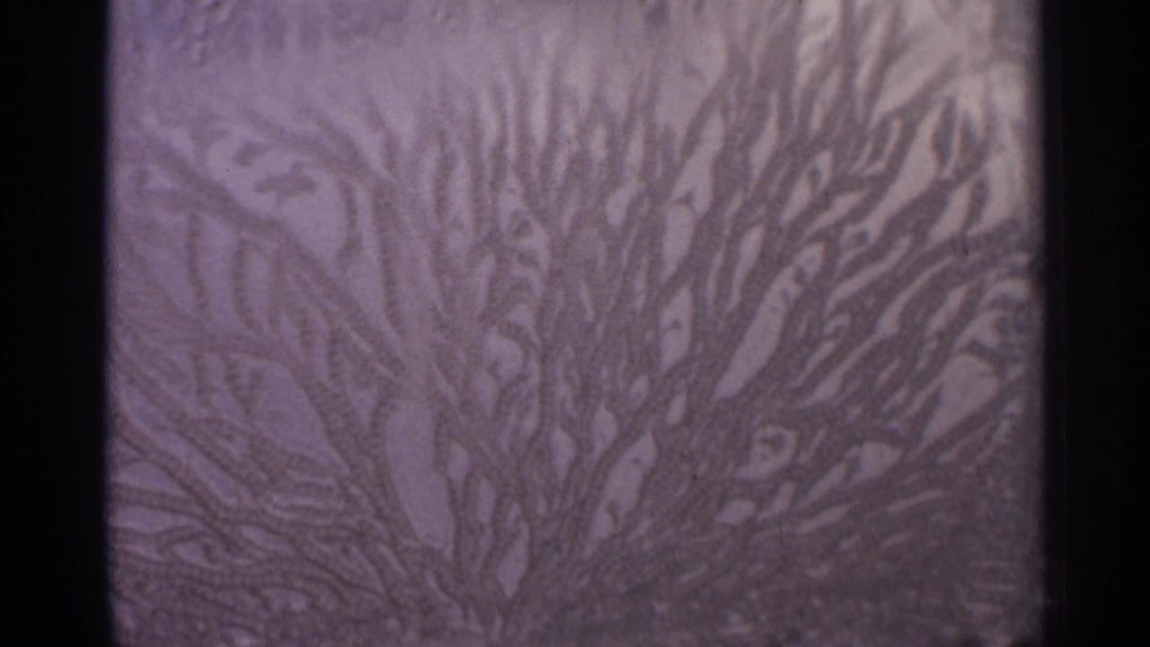 Purple branching texture continues inside dark film borders.