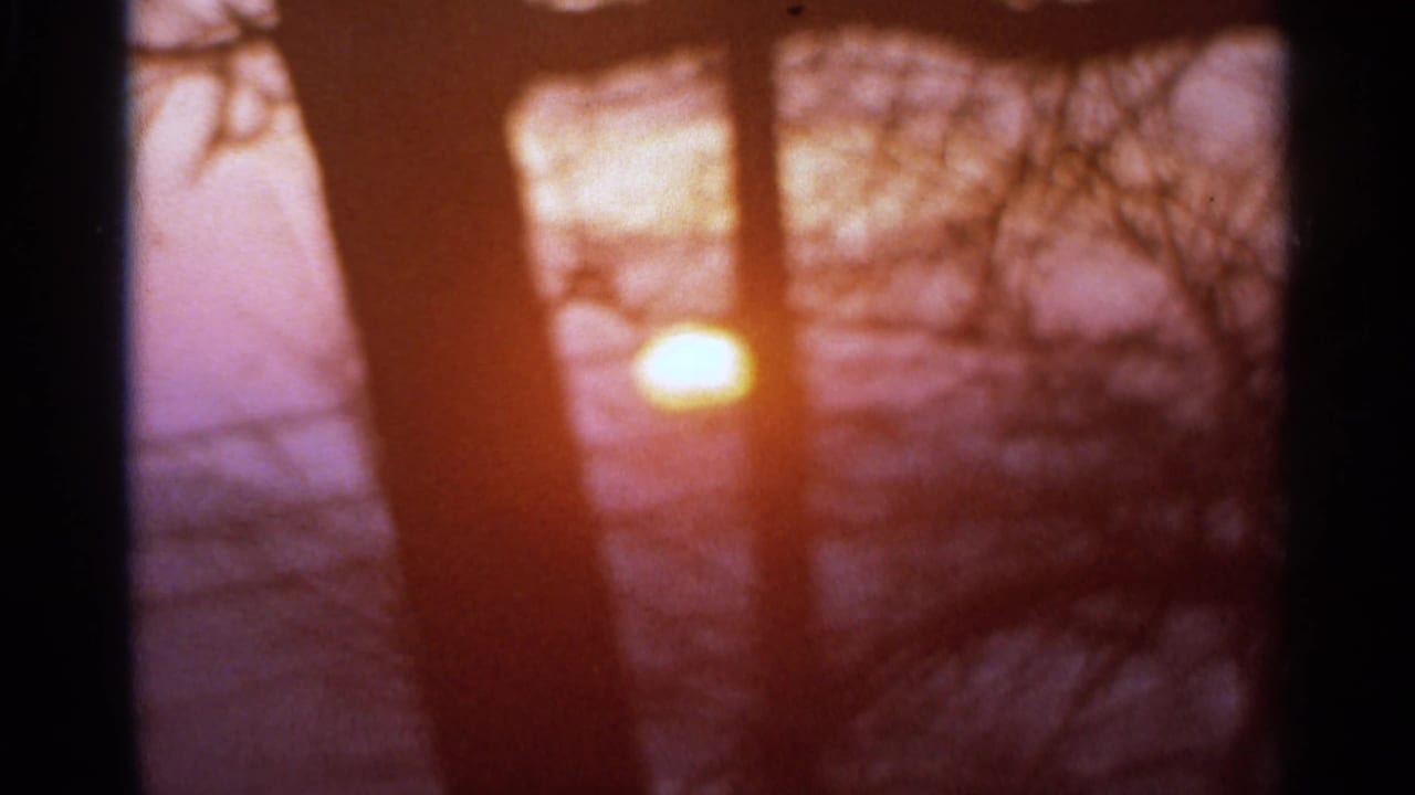 Low sun glowing through dark tree trunks and bare branches.