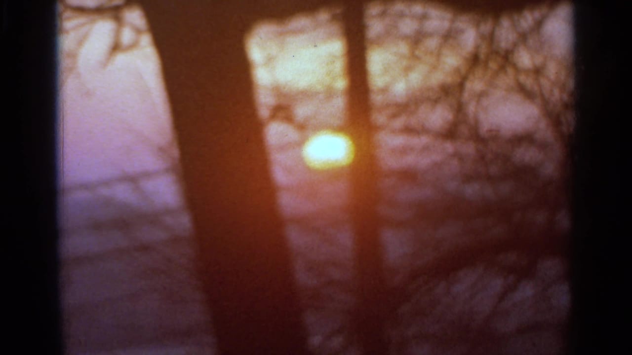 Sunset seen through silhouetted trees with warm orange and purple tones.