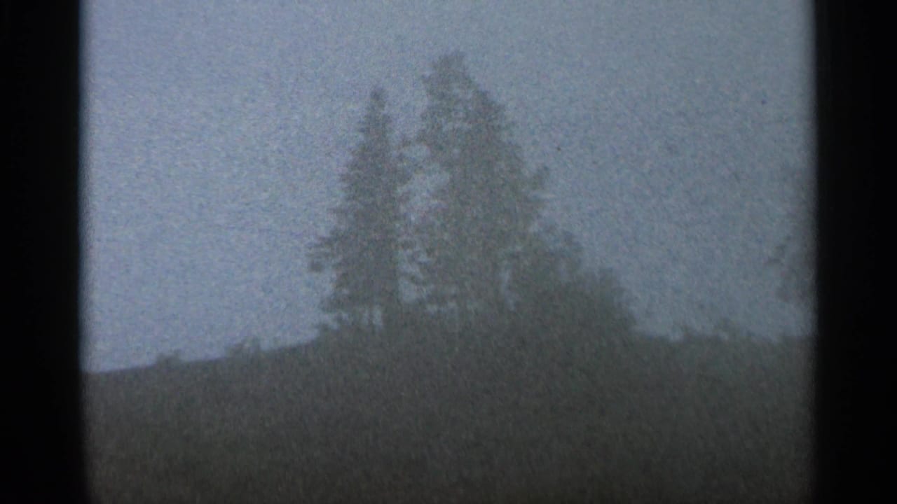 Foggy hillside with dark pine trees silhouetted against a pale sky.