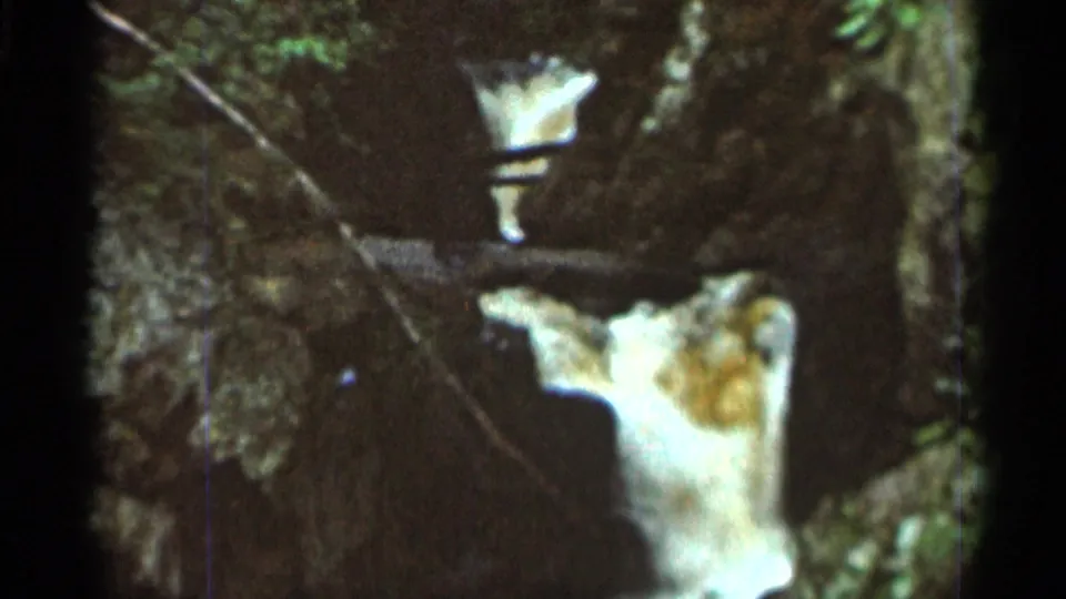 1966 Hamel, Minnesota 8mm frame with a small upper fall and foaming water below in a dark wooded rock channel.