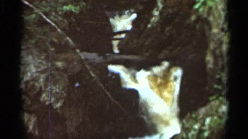 1966 8mm frame from Hamel, Minnesota, showing a small waterfall among dark rocks, branches, and greenery.