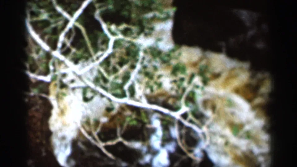 1966 Hamel, Minnesota home-movie frame showing pale branches in the foreground over flooded creek water and a dark bank.