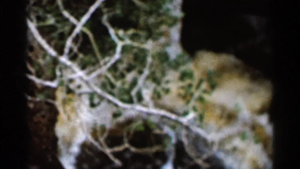 1966 8mm frame from Hamel, Minnesota, showing pale bare branches crossing mossy ground above a dark wooded stream bank.