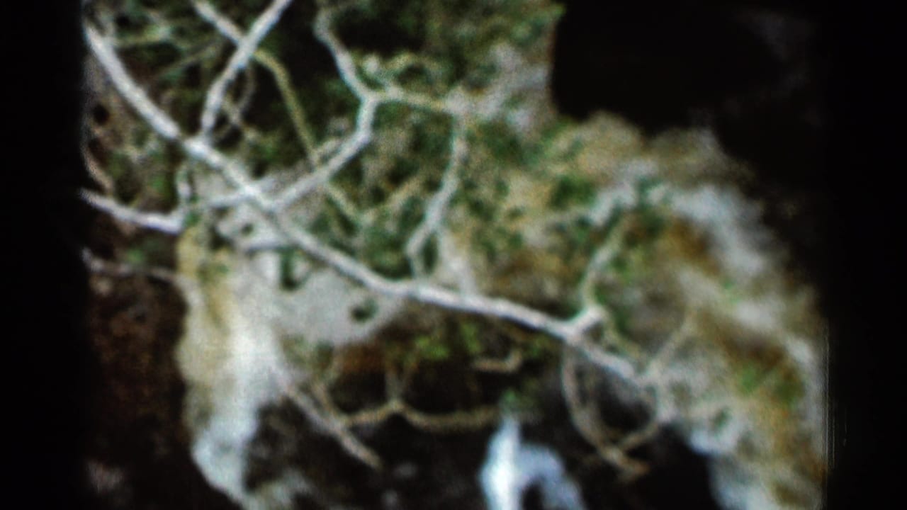Branches and mossy ground near a dark stream edge.