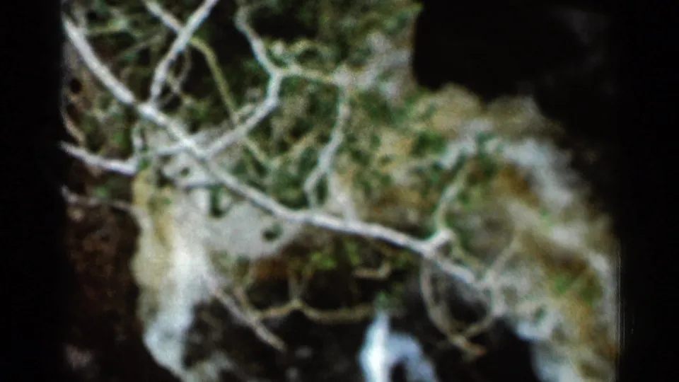 1966 Hamel, Minnesota 8mm frame with pale branches over moss and a dark, indistinct stream edge in a wooded area.