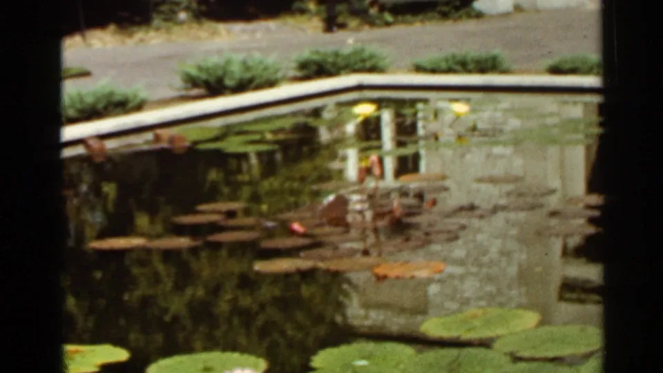 Saint Louis 1966 home-movie view of a landscaped pond with lily pads, reflections, and garden seating or edging.