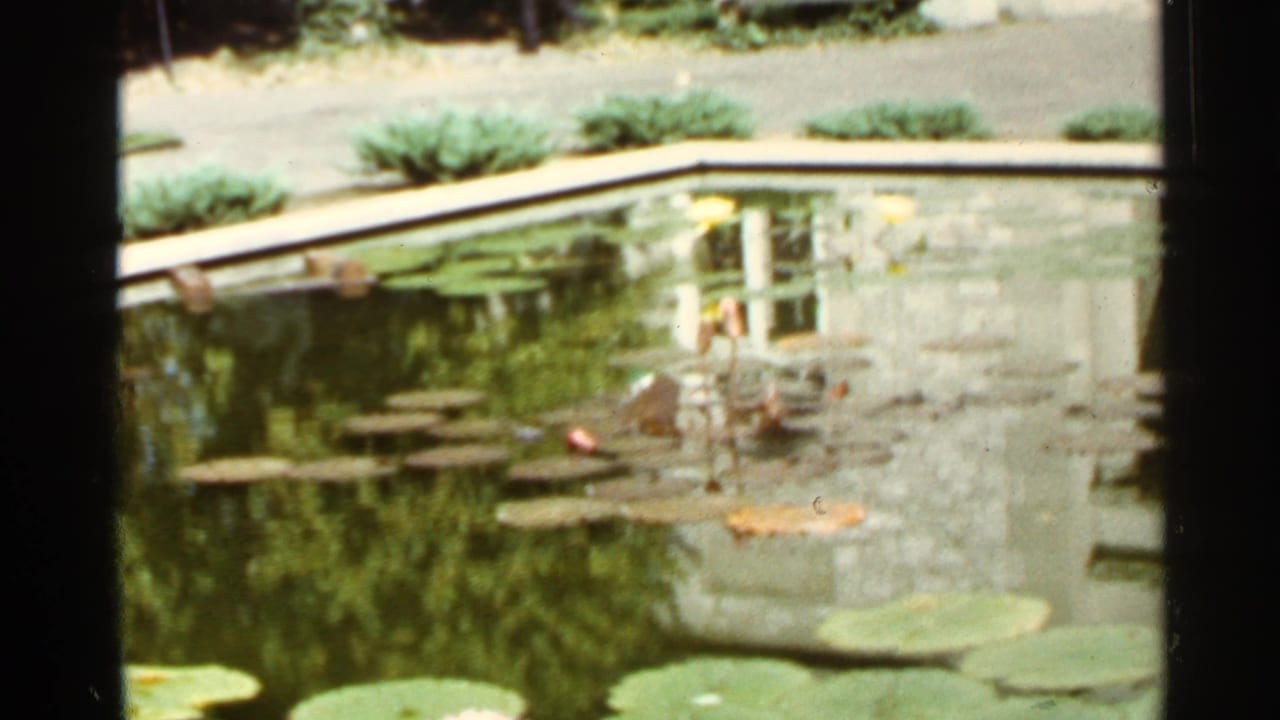 Landscaped pond with lily pads, dark water, a concrete edge, and shrubs beyond.