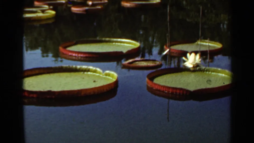 1966 Saint Louis 8mm frame focused on broad green lily pads with reddish rims floating on a calm pond surface.
